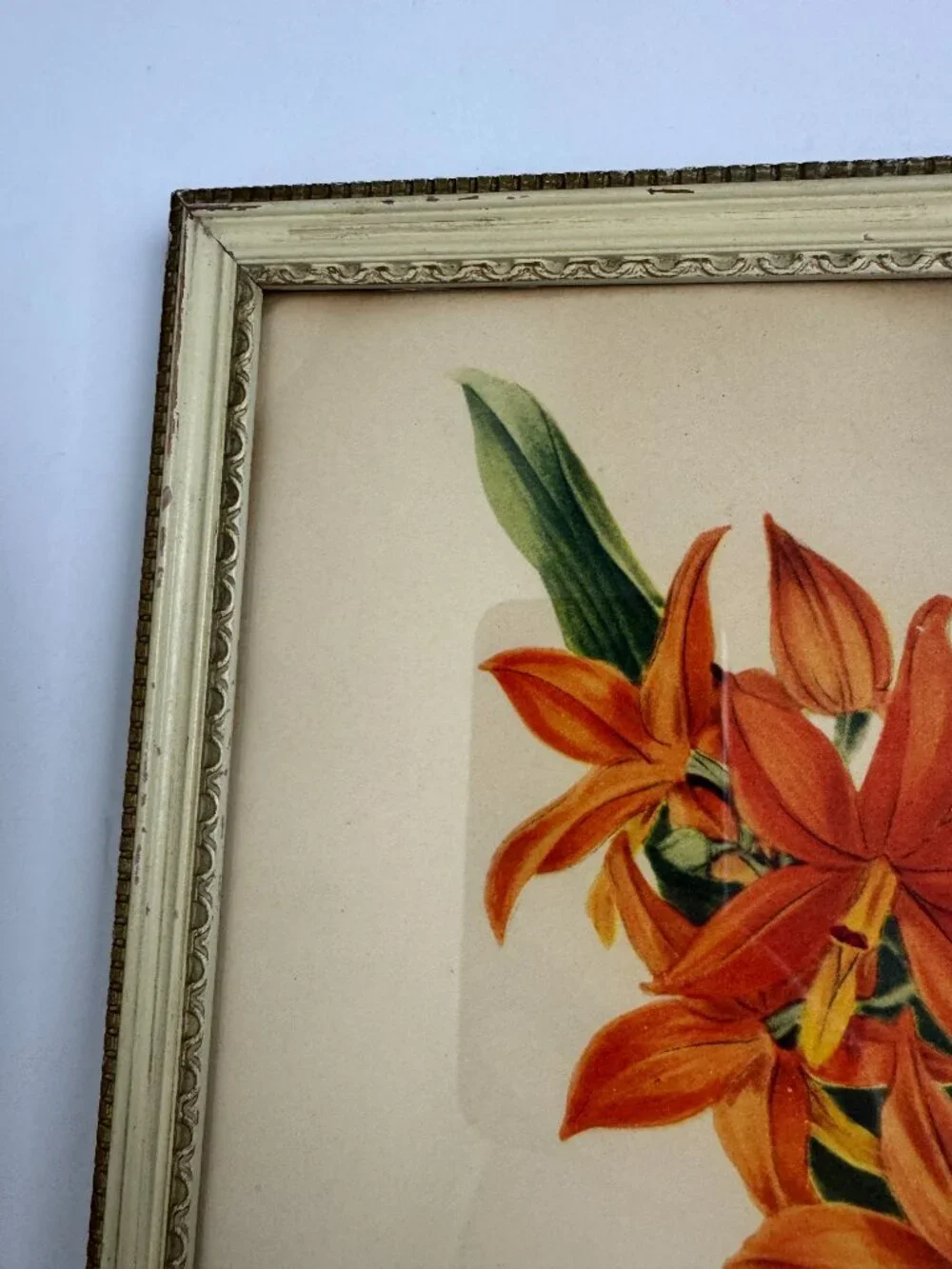Vintage Miss S.A.Drake Epidendrum Vitellinum Flower Framed Botanical Watercolour